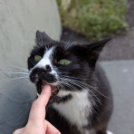 ねことアパートと1人暮らし～とらやんとおらと～