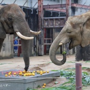 媛ちゃんの19歳のお誕生会♪ (2)