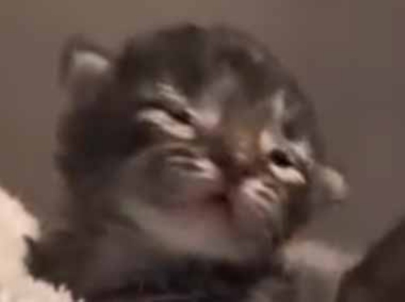 ネコの赤ちゃんたちが保育器の中にいた。ぐらんぐらん♪ → 頭がこうなる時期なんです…