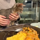 ビーフストロガノフのポレンタの夜ごはん