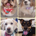 トリミングブログ