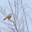 淀川河川敷十三エリアにツリスガラとオオジュリン撮影の合間に出会ったウグイスさん　④ウグイス編