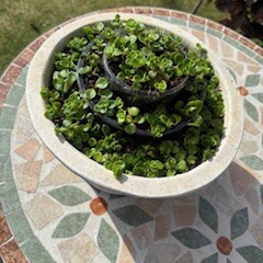 ケーキ作り。