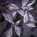 フィッシングショップMAXの釣り日記♪