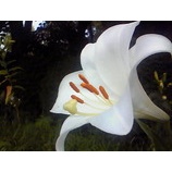 �����ϤǤ��ꤿ���٤β���