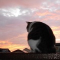 猫に小判を与えたら。 埋蔵金：千八百伍拾弐両　子供は風ぇの子ぉ・・・。
