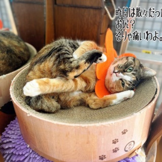 猫とお酒と日々のこと