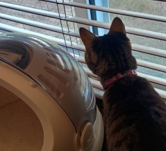 冷凍庫の霜取りビフォーアフター。と、オレンジビジュー鉱石つくりました。