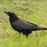 『問題発生?(平本侑馬)』の画像