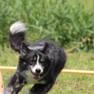 【犬との暮らし】見つめる目も表情がちがうよね！家族の心もこの花みたい♪