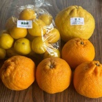 カエル好きの大磯生活