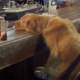 飼い主に寄りかかる姿がもう介抱中の酔っ払い、海外「あの女に振られたんだよ」【海外の反応】