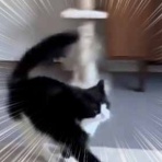 猫の動画 ねこわん！