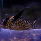 『10月20日(月)熱帯魚入荷情報🐟』の画像