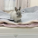 うさぎのルリ(2/19追記)