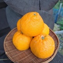 お待たせしました❗️不知火届きました🍊