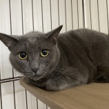 『【里親募集中】日本猫のなかくん』の画像