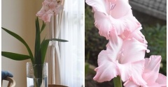 【ダイソーの110円球根】植えっぱなし4年目！グラジオラスが今年も綺麗に咲きました♬（記事下にPR含）