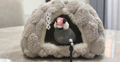 （文鳥の）青年の主張、全国大会
