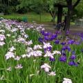 亀山公園の菖蒲まつり　満足度100%