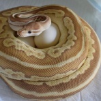 Santeria [Ball Python & Geckos]