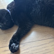 娘と私への猫の対応の違い