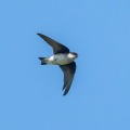 2026年5月17日の野鳥公園