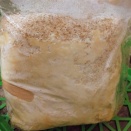 自作カワラ材2026／青カビ発生も取り敢えずは様子見