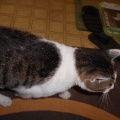 猫に小判を与えたら。 埋蔵金:千八百六拾壱両 お前えぇ~加減にしぃ~やぁ~。