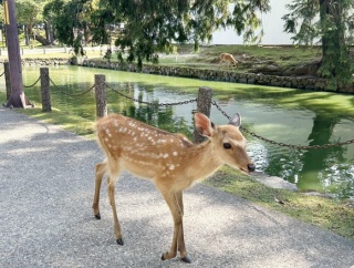 【奈良】体の一部がない子鹿の死骸4体　興福寺や東大寺の境内などで発見相次ぐ　原因は「野生動物の可能性低い」　人為的か