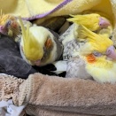 ◇2026年春雛◇里親募集締め切りました☆