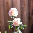 こどもとおとな