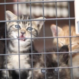 『スマートFlashに掲載されました』の画像