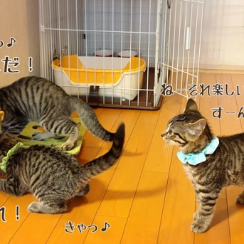 もちっ子☆マイクロチップと性格と下痢と
