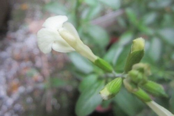 となりのにわ セージ サルビア