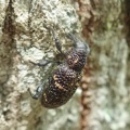 観察の森で見つけた生き物！７月13日