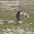 2026年6月14日の野鳥公園