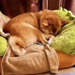 風太通信～柴犬風太の日記帳