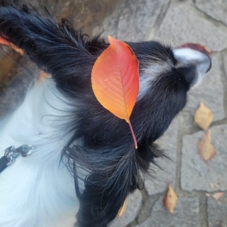 倉木麻衣 オフィシャルブログ