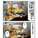 しゃーねこ家のblog