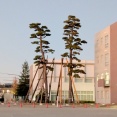 昨年12月に3本のうち1本が折れた小牧小学校のクロマツ。残りの2本は伐採へ