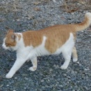 野良猫　火あぶり　切り付け　虐待事件　熊本県山都町　