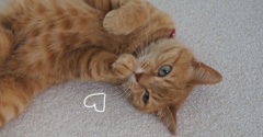 猫の術中にはまる…