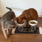 横取りひめちゃん