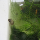 初心者向け ヒメタニシの育て方と注意点 虎ノ門虎之助のベランダ ラボラトリー Ft メダカ