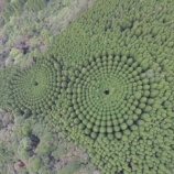 『杉のミステリーサークル』の画像