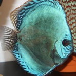 AquaDreams_officialのblog