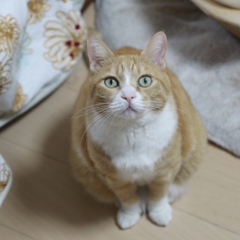 猫はかくれんぼがお好き。