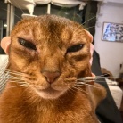 冬場、猫の耳が冷たくなるので温める