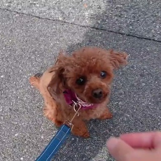 犬の幼稚園　アットホームblog